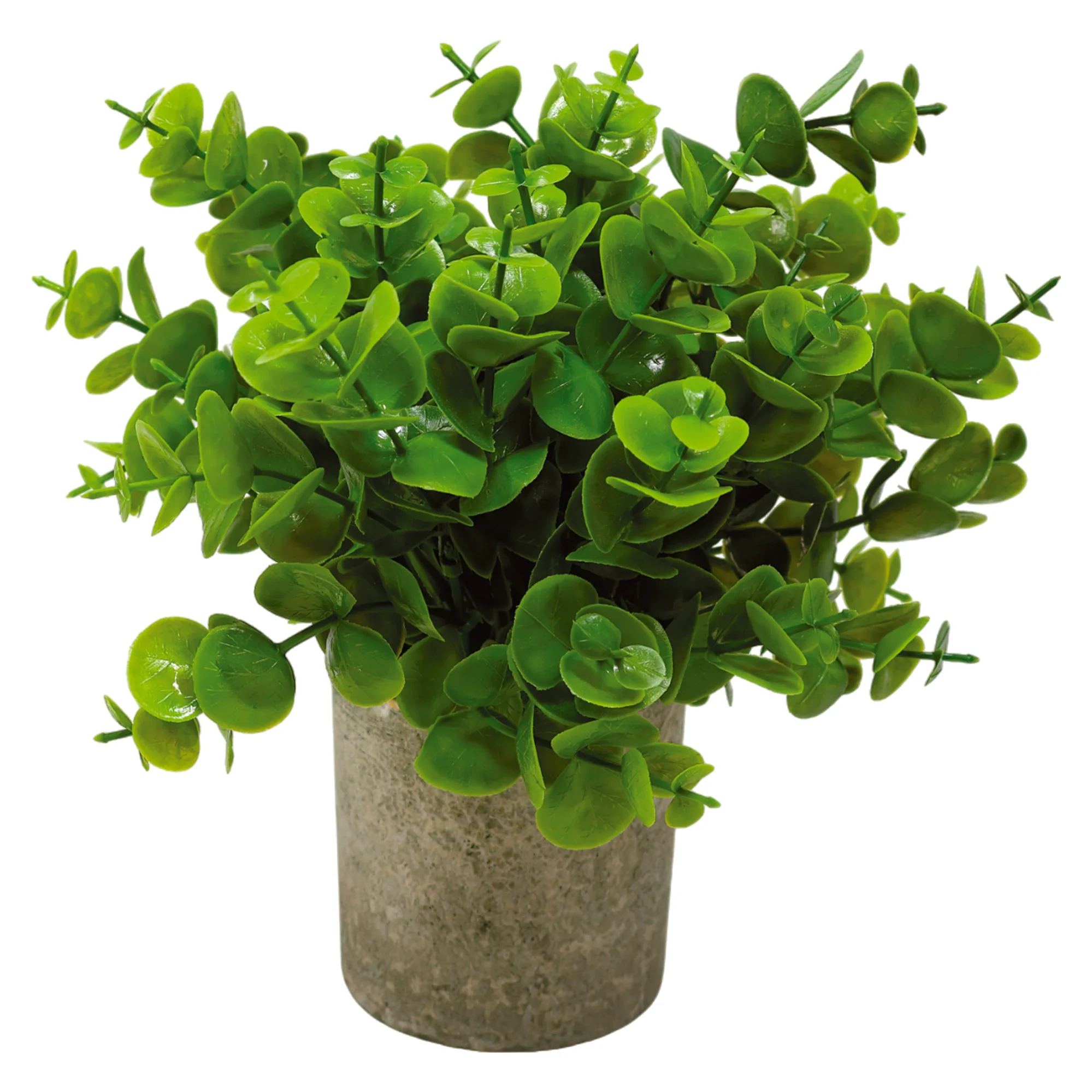 Mini Maceta Biodegradable con Planta Eucalipto
