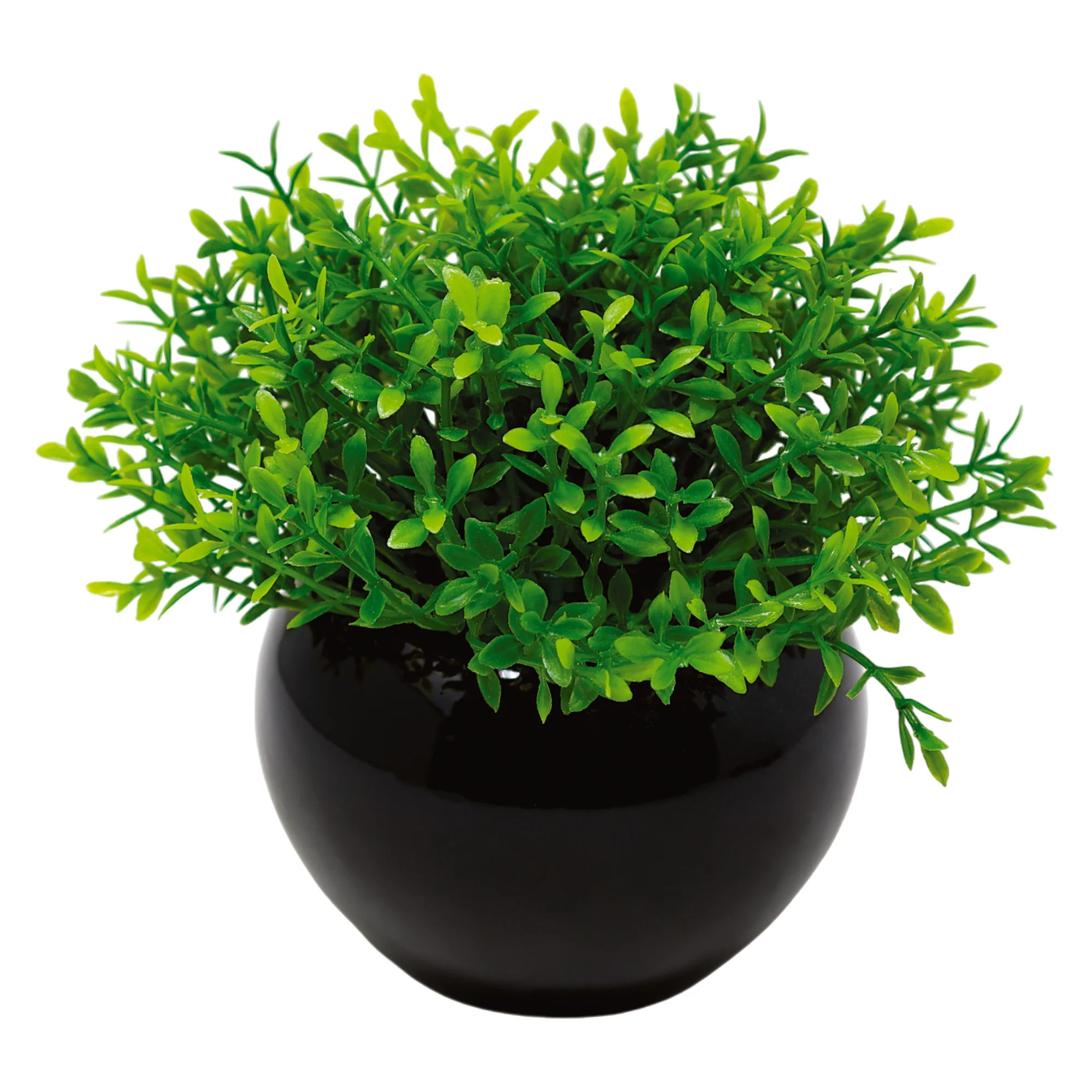 Mini Maceta de Cerámica Negra con Planta de Trébol