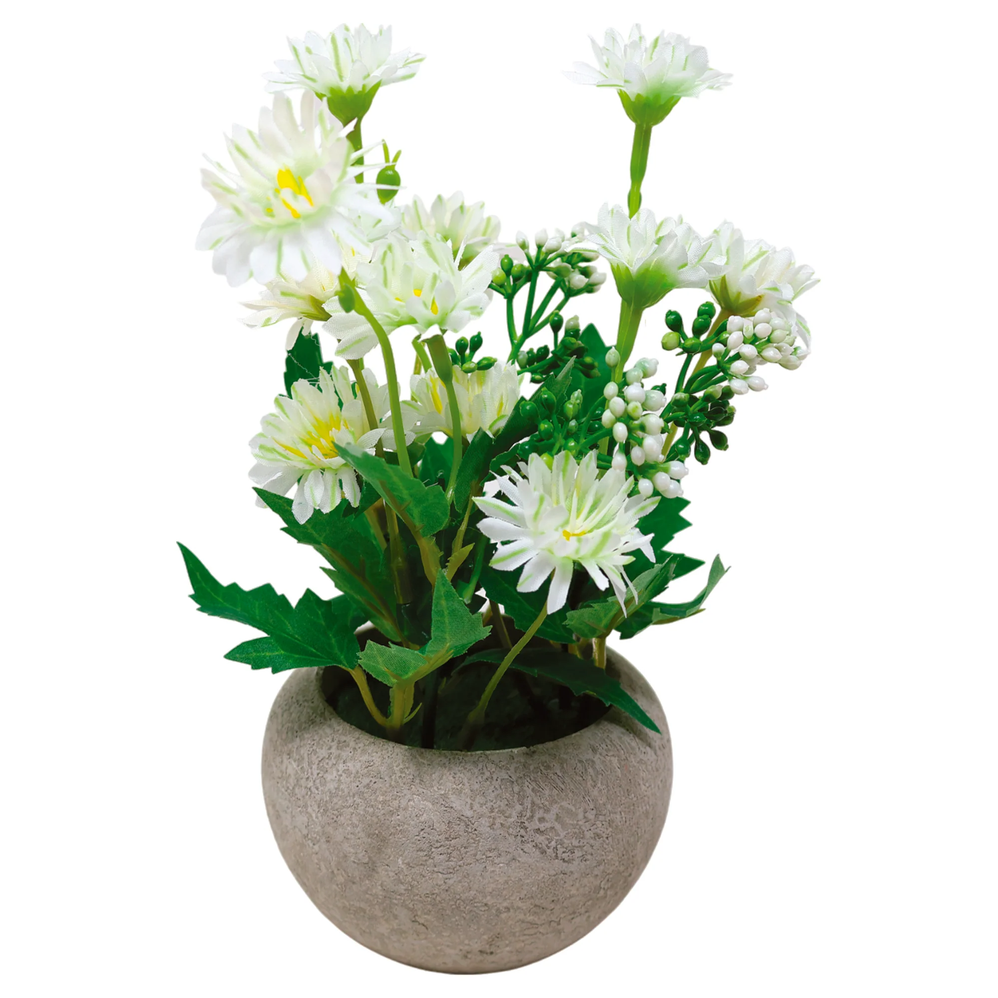 Maceta Biodegradable con Planta de Crisantemo Silvestre