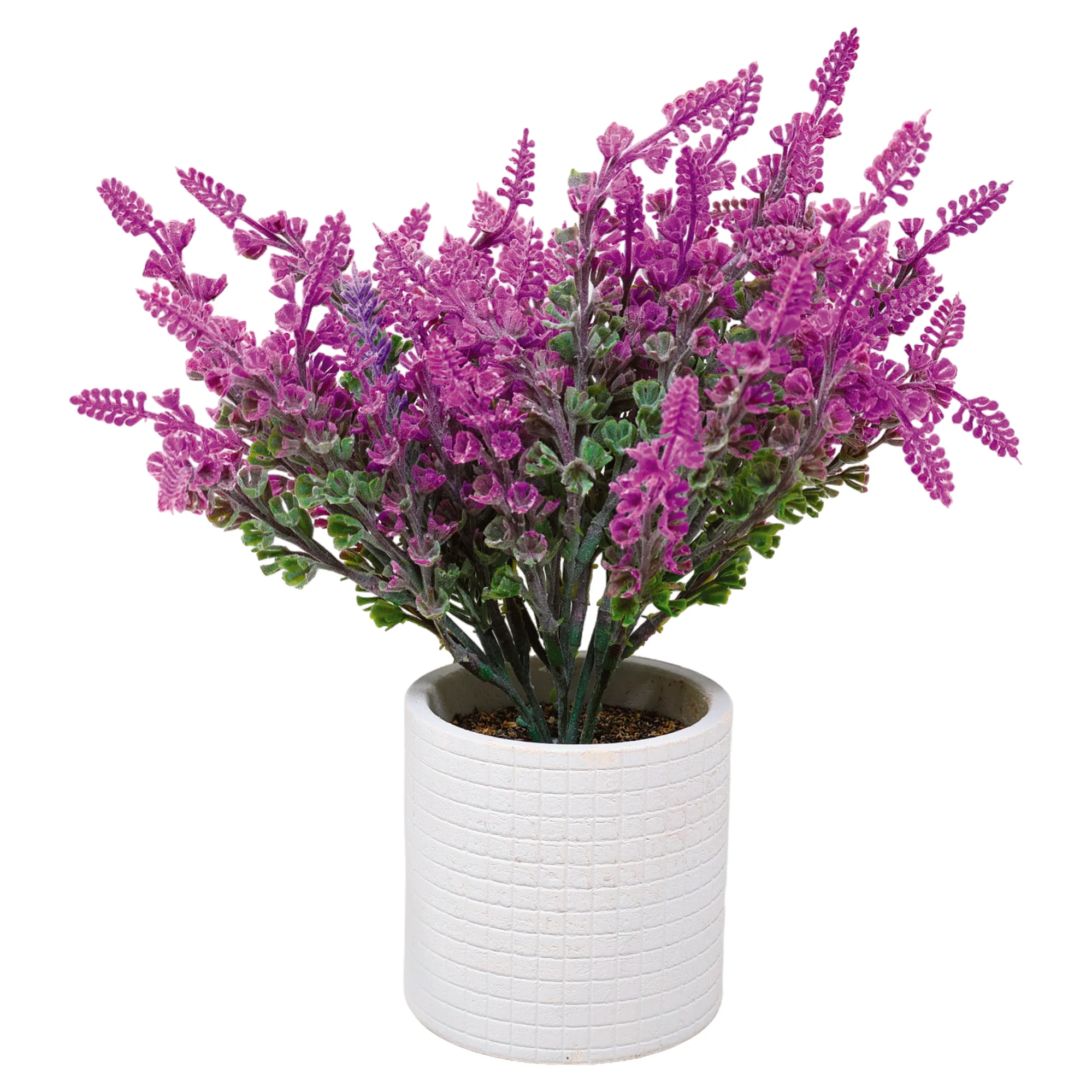 Maceta Biodegradable con  Lavanda Escarchada