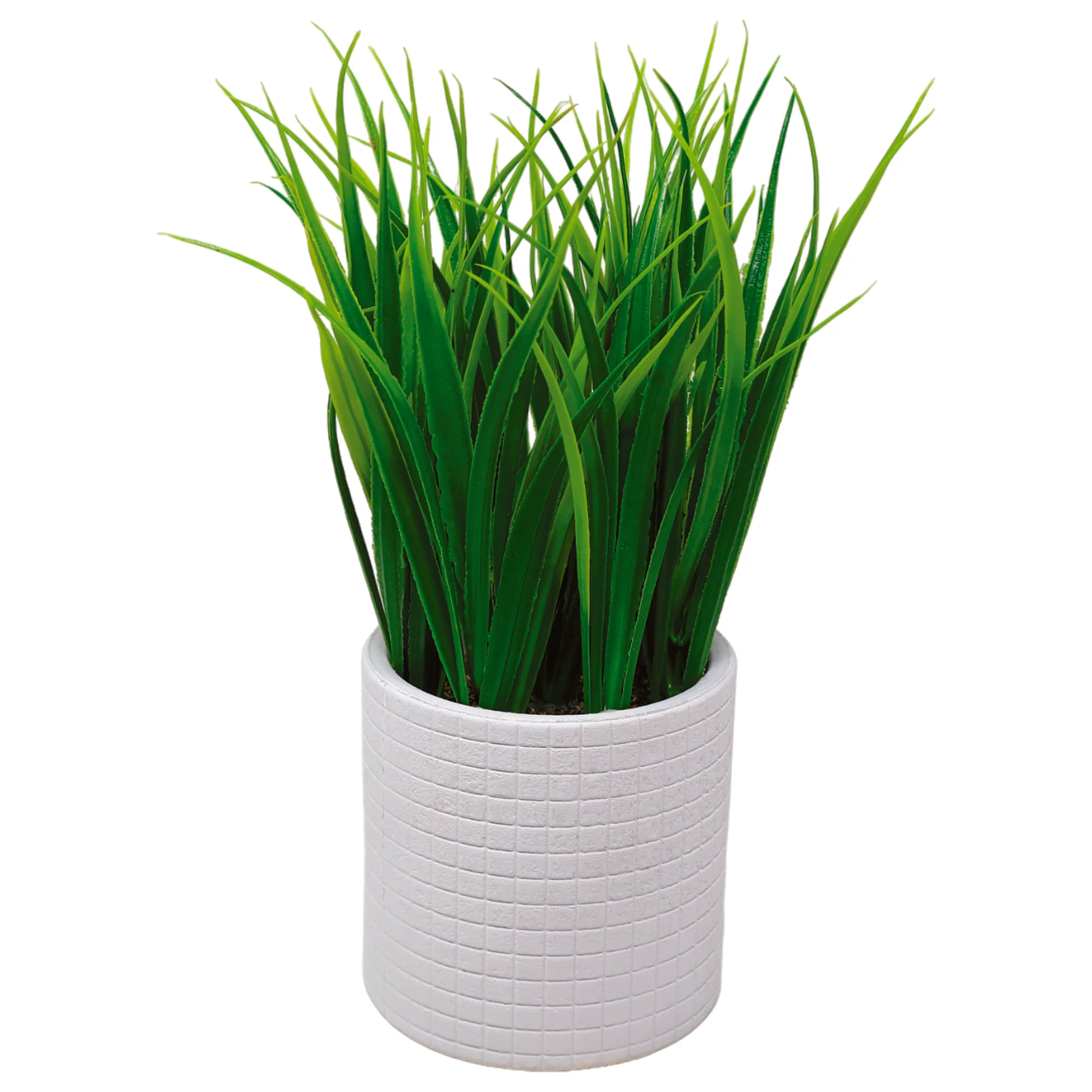 Maceta Biodegradable con Orquídea