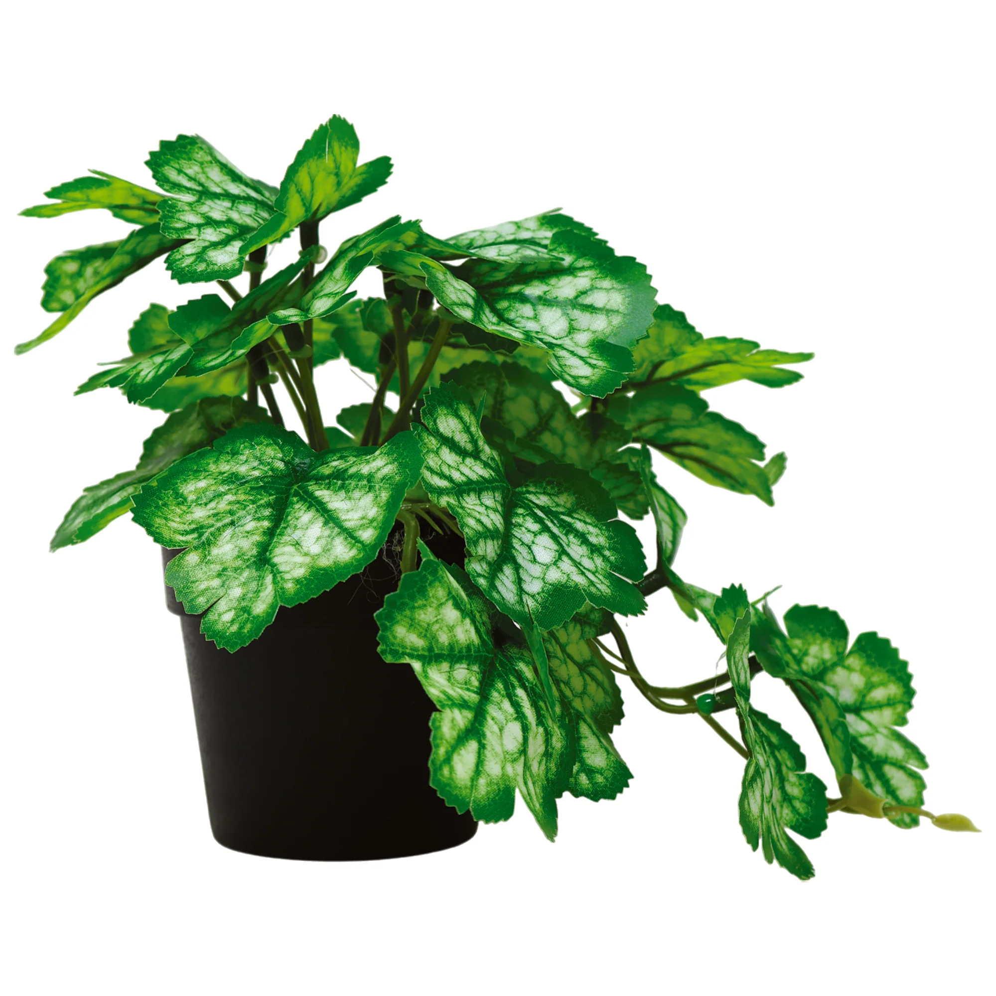 Mini Maceta Plástico con Planta Raíz Alumbre Blanca